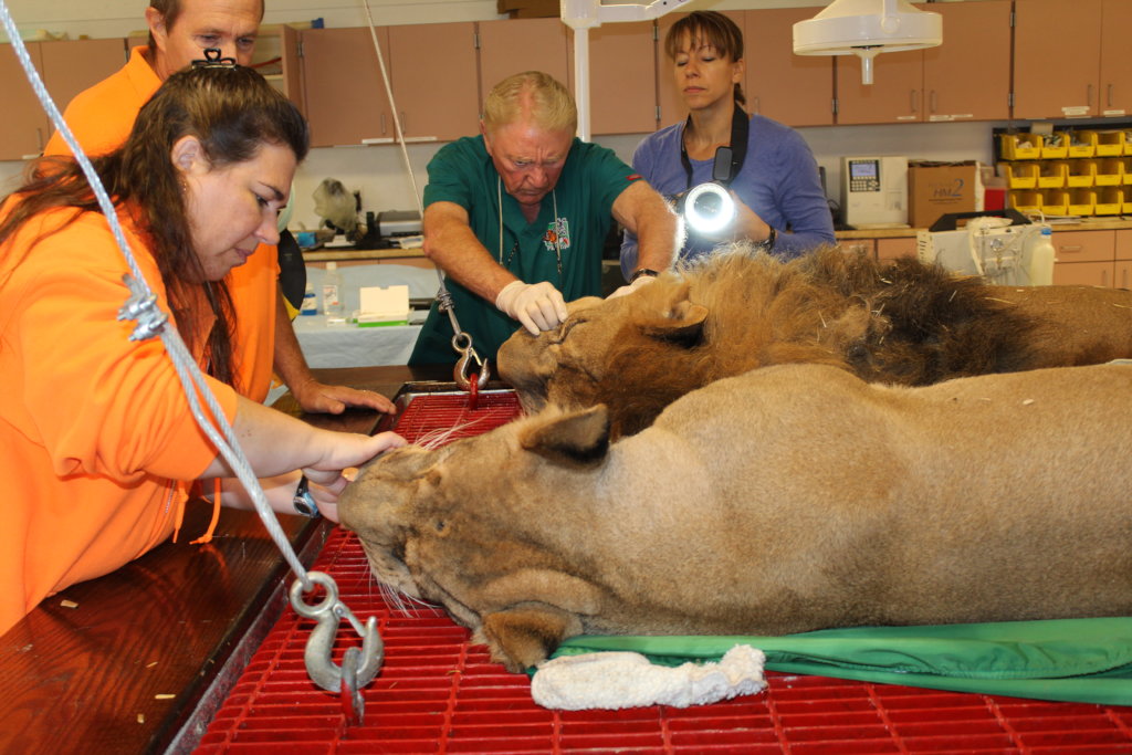 Help 750+ Rescued Lions, Tigers, Bears & Horses