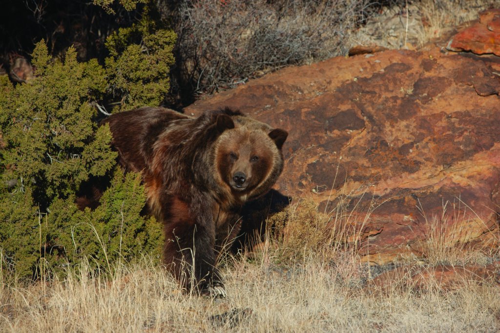 Rescued Grizzly Bear