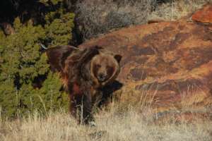 Rescued Grizzly Bear