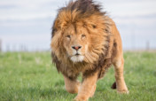 Help Over 650 Rescued Lions, Tigers, & Bears