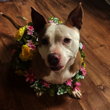 Laila