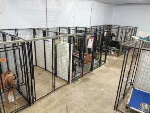 Main Kennel Area