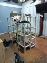 Kitten Room