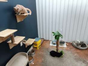 Adult Cat Room
