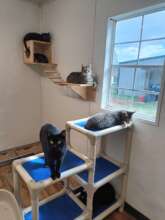 Adult Cat Room 2