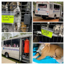 Animals On Transport