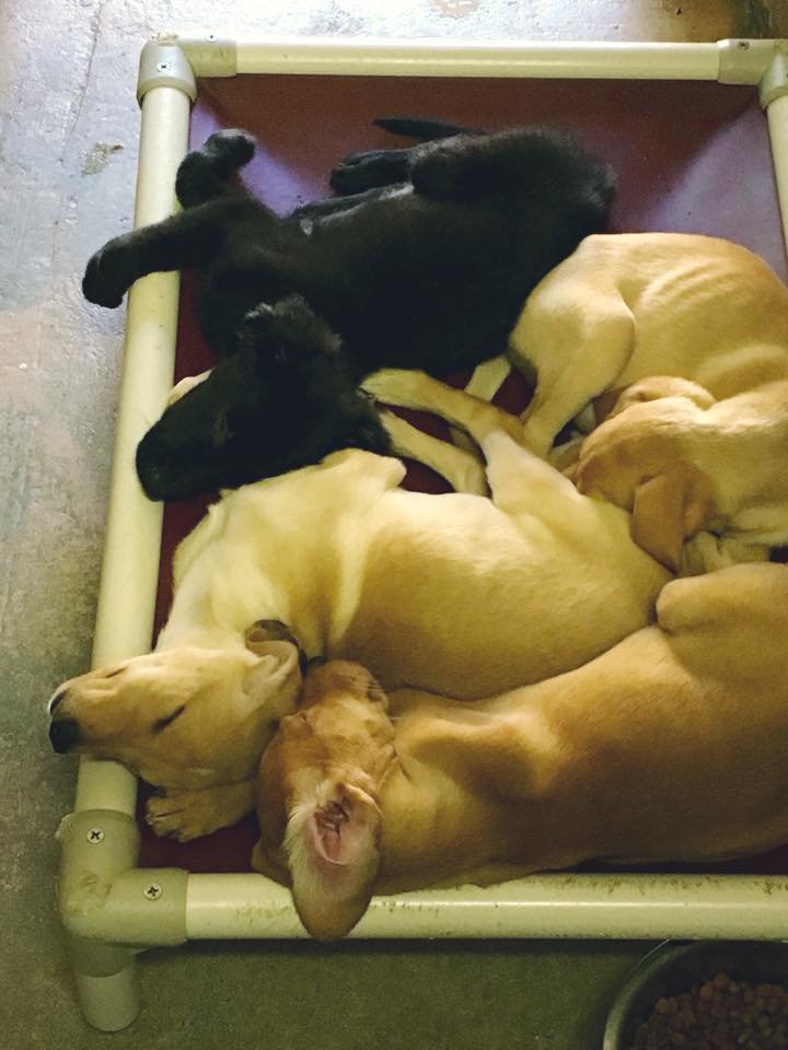 Build a Shelter for Homeless Animals like Bailey