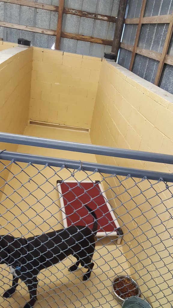 Build a Shelter for Homeless Animals like Bailey