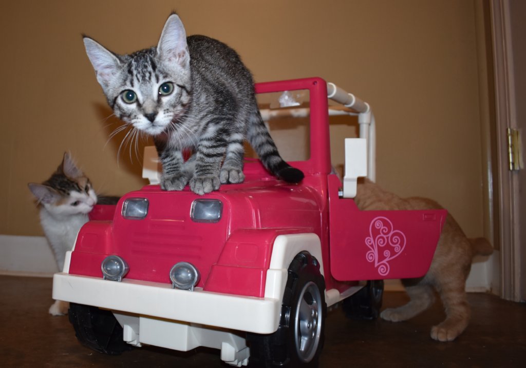 Build a Shelter for Homeless Animals like Bailey