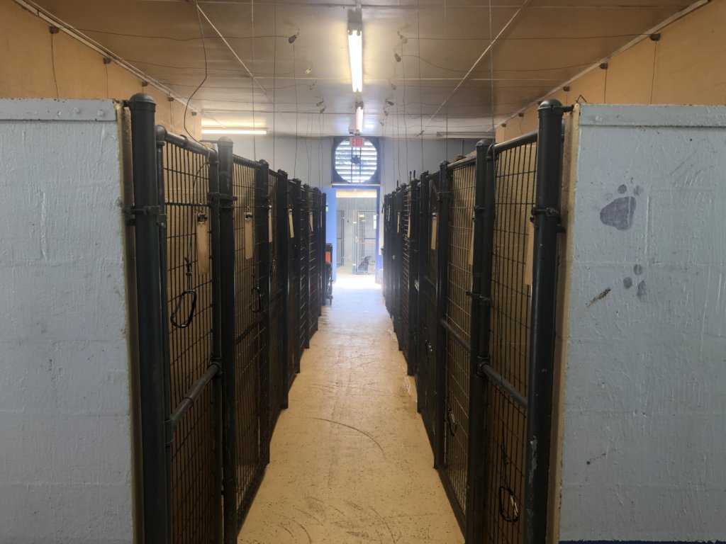 Build a Shelter for Homeless Animals like Bailey