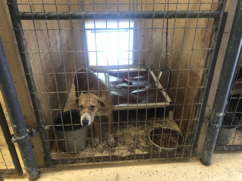 Build a Shelter for Homeless Animals like Bailey