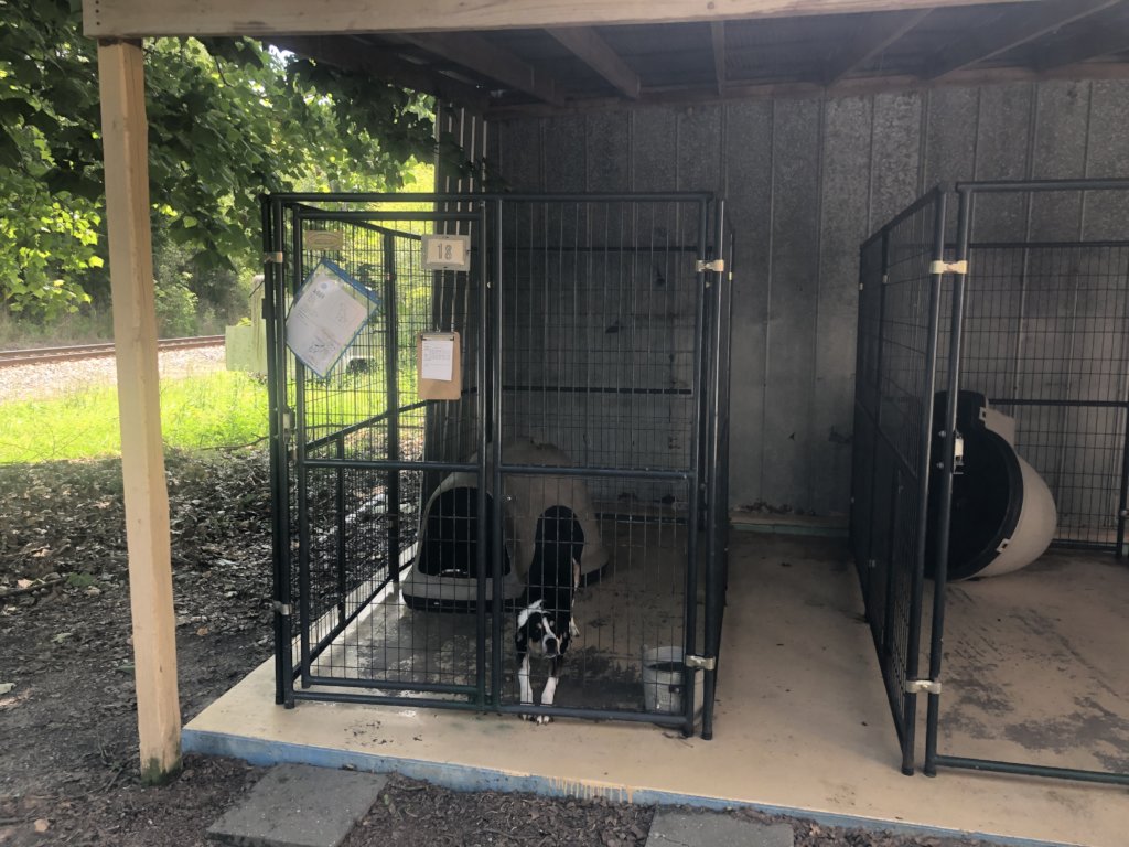 Build a Shelter for Homeless Animals like Bailey