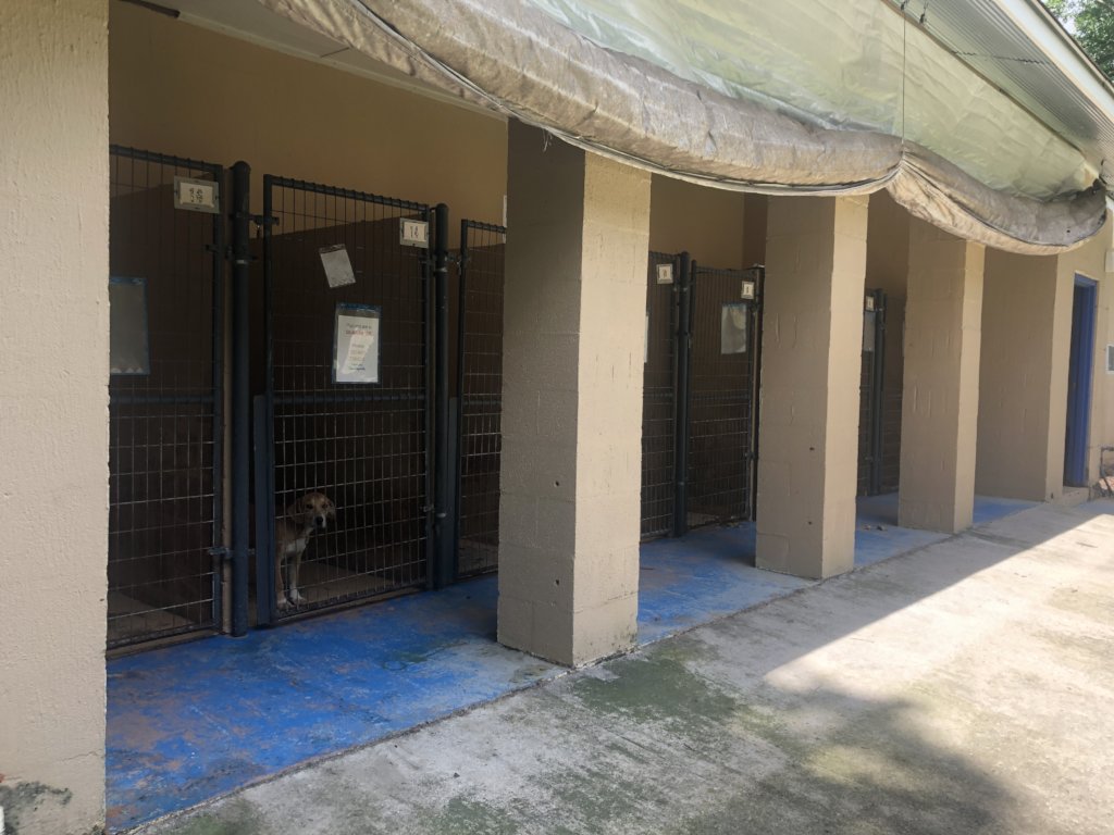 Build a Shelter for Homeless Animals like Bailey