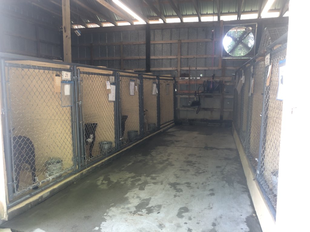 Build a Shelter for Homeless Animals like Bailey