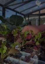 Our fruit and vegetable production