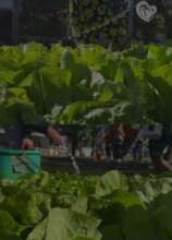Our fruit and vegetable production