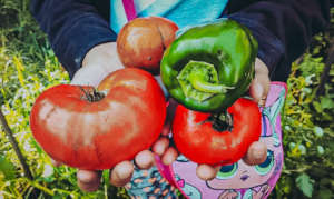 Food gardening