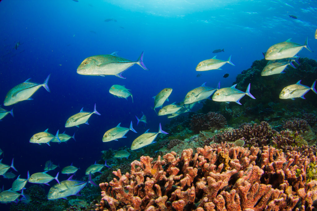 Equip rangers to save coral reefs in Micronesia