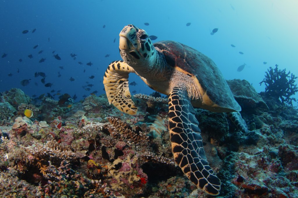 Equip rangers to save coral reefs in Micronesia