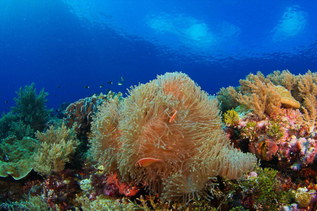 Equip rangers to save coral reefs in Micronesia