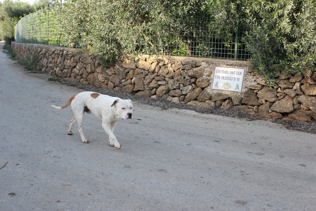 Help us Create an Elderly Dog Shelter - Sicily