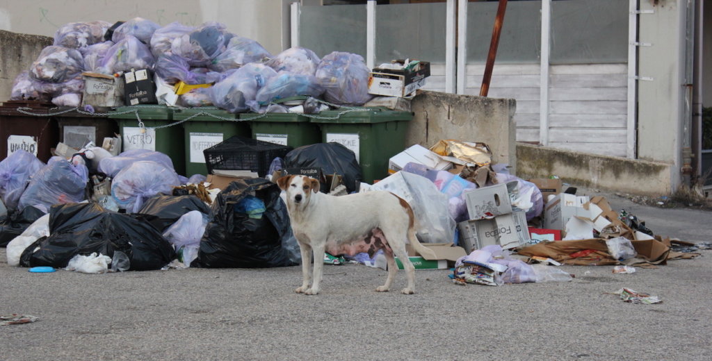 Help us Create an Elderly Dog Shelter - Sicily
