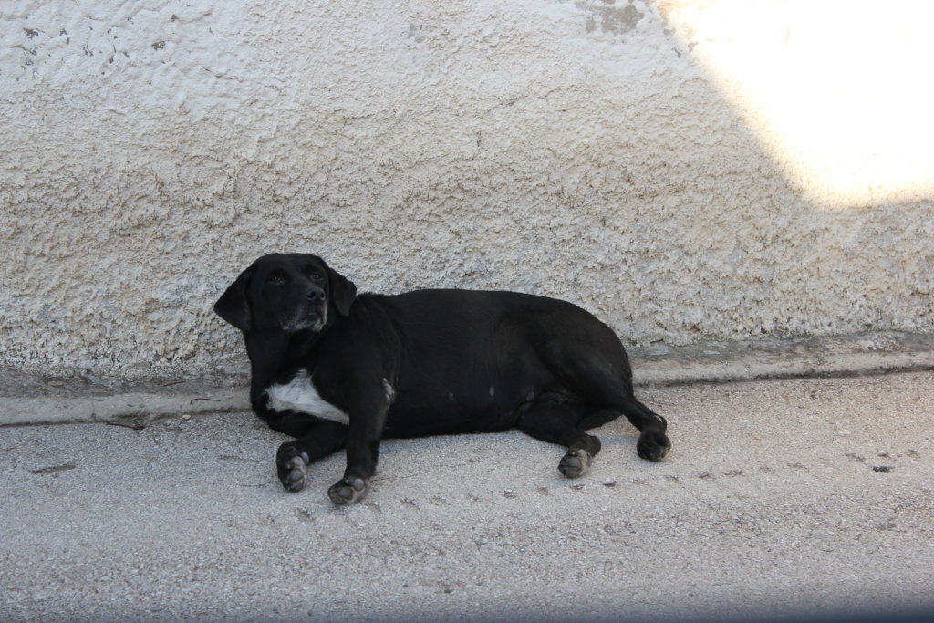 Help us Create an Elderly Dog Shelter - Sicily