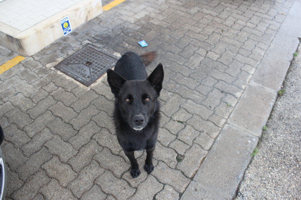 Help us Create an Elderly Dog Shelter - Sicily