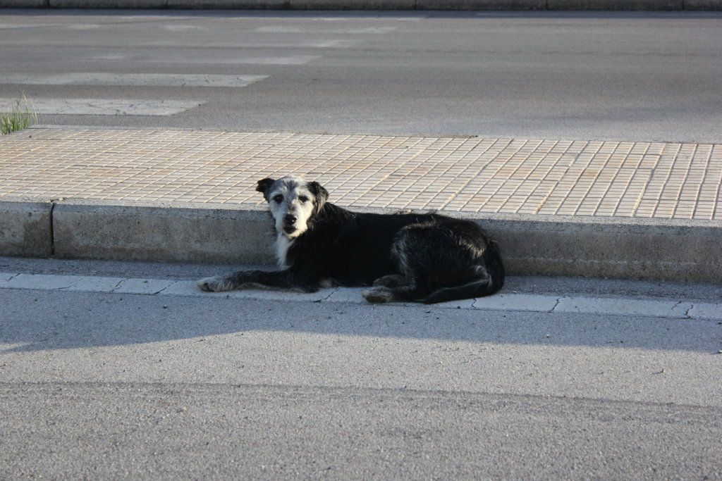 Help us Create an Elderly Dog Shelter - Sicily