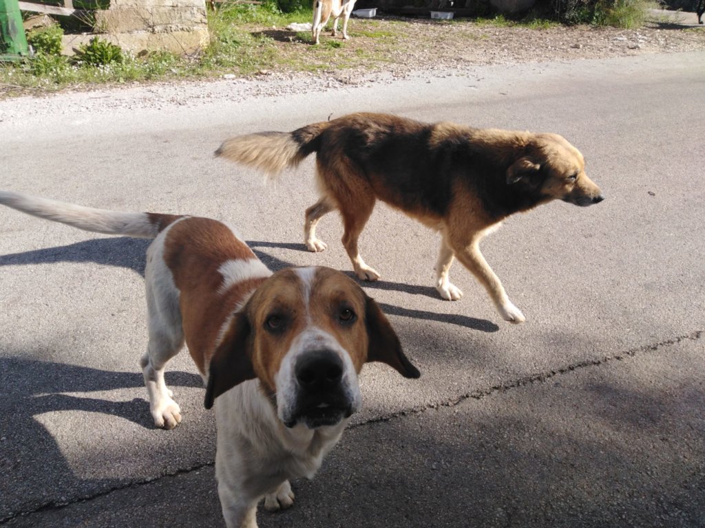 Help us Create an Elderly Dog Shelter - Sicily