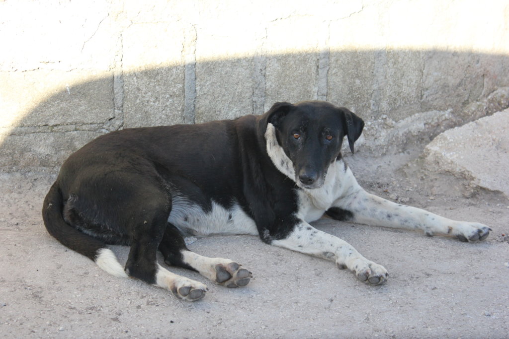 Help us Create an Elderly Dog Shelter - Sicily
