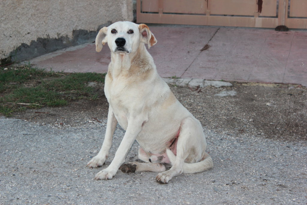 Help us Create an Elderly Dog Shelter - Sicily