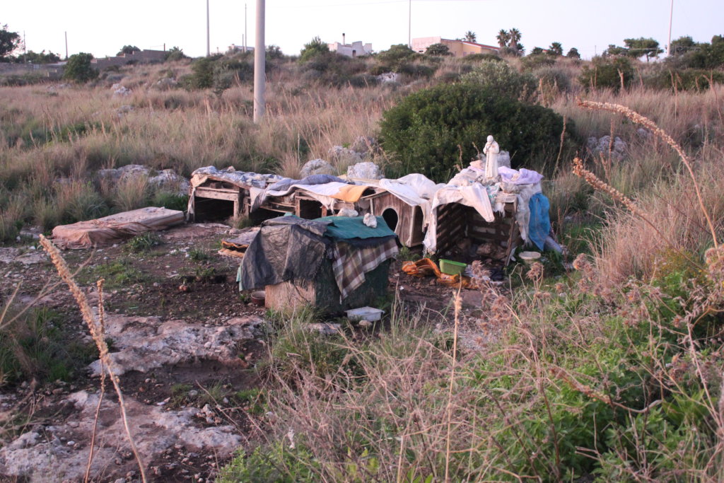 Help us Create an Elderly Dog Shelter - Sicily