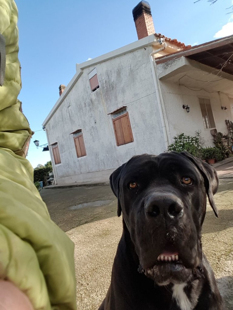 Help us Create an Elderly Dog Shelter - Sicily