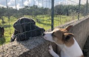 Help us Create an Elderly Dog Shelter - Sicily