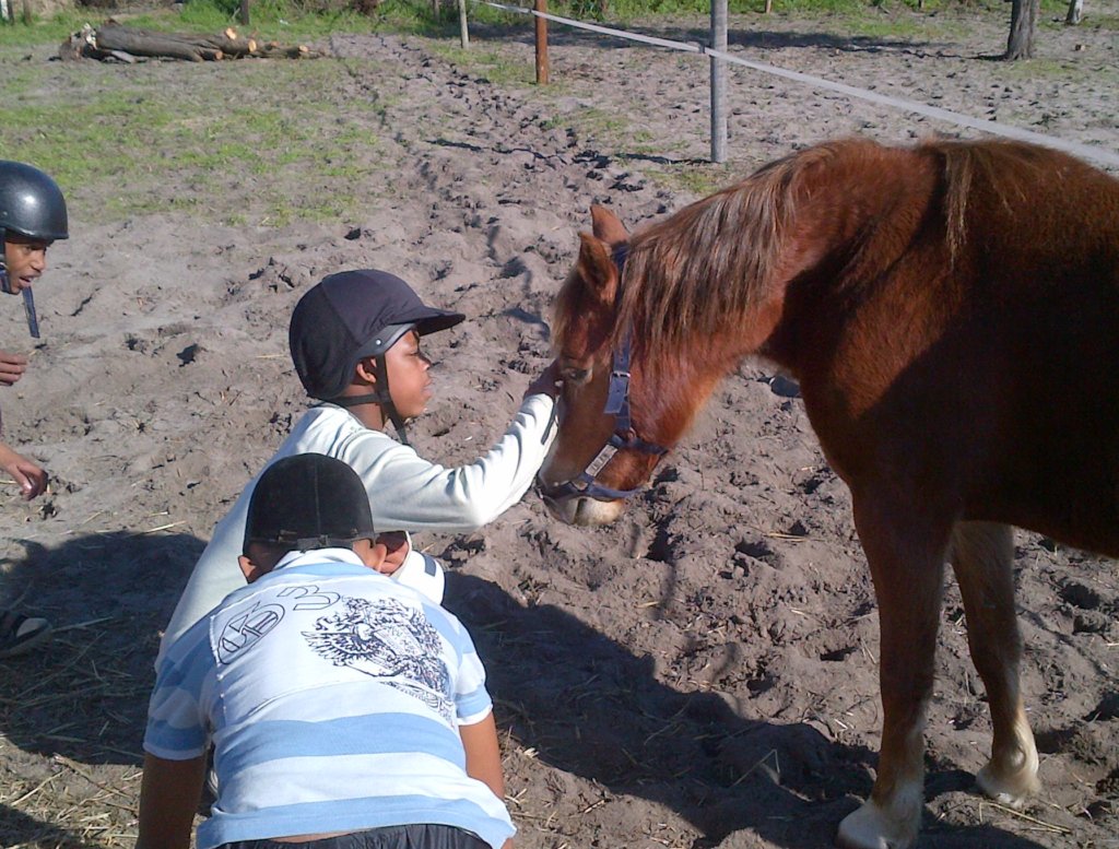 Save Tom Ro Haven for Equines and Children