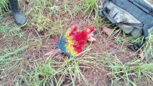 Hungry scarlet macaw chick found