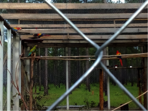 Rare great green macaw waiting to be liberated