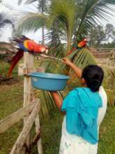Feeding hungry wild scarlet macaw post-storm (PDF)