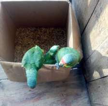 Critically endangered great green macaw chicks (PDF)