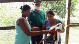 Rescue Center workers examining scarlet macaw