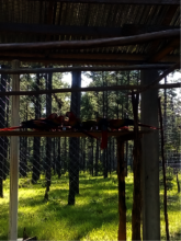 Scarlet macaws at ready to be liberated
