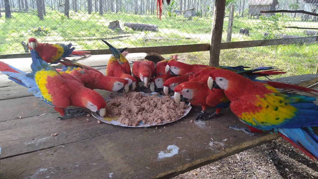 Fund 16 Honduran Women Saving Endangered Parrots