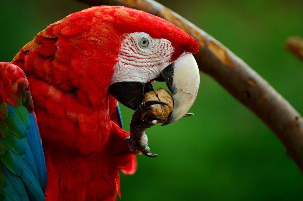 Fund 16 Honduran Women Saving Endangered Parrots