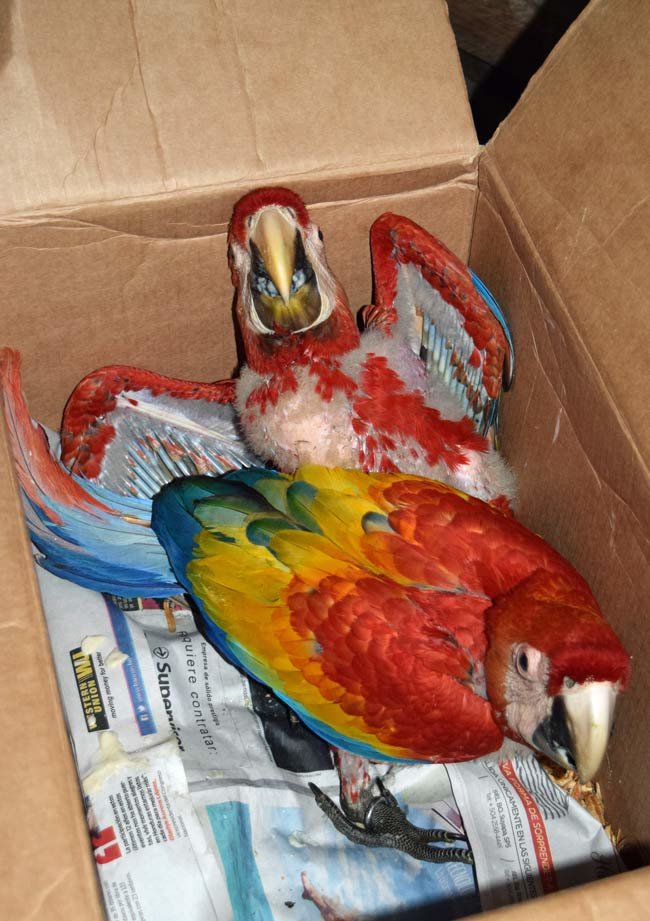 Fund 16 Honduran Women Saving Endangered Parrots