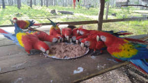 Macaws feeding at Rescue Center