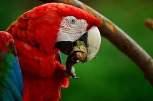 Scarlet Macaw Eating a Nut