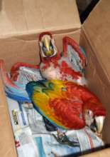Scared, rescued scarlet macaw chicks