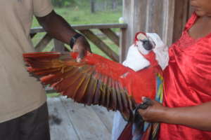 Anayda showing wild macaw's clipped wing
