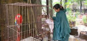 Veterinarian checking caged macaw